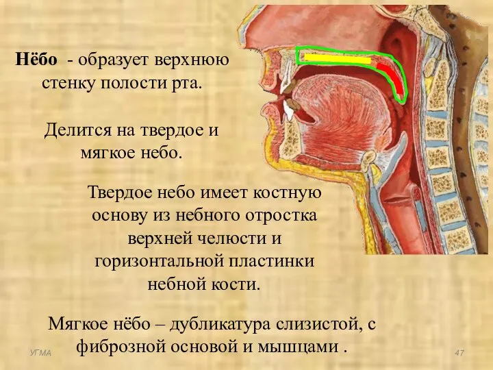 Нёбо - образует верхнюю стенку полости рта. Делится на твердое и мягкое