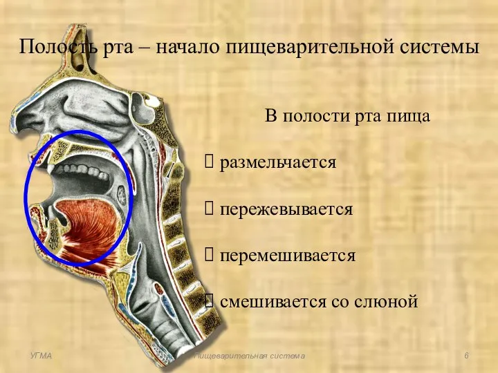 Полость рта – начало пищеварительной системы В полости рта пища размельчается пережевывается