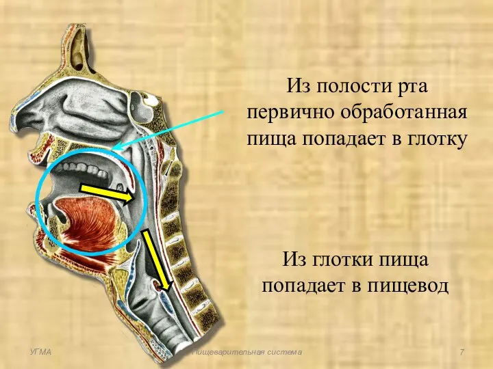 Из полости рта первично обработанная пища попадает в глотку Из глотки пища