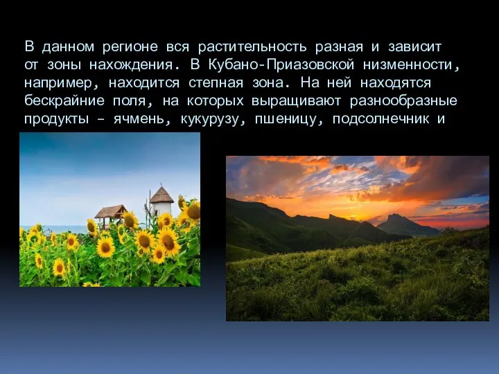 В данном регионе вся растительность разная и зависит от зоны нахождения. В