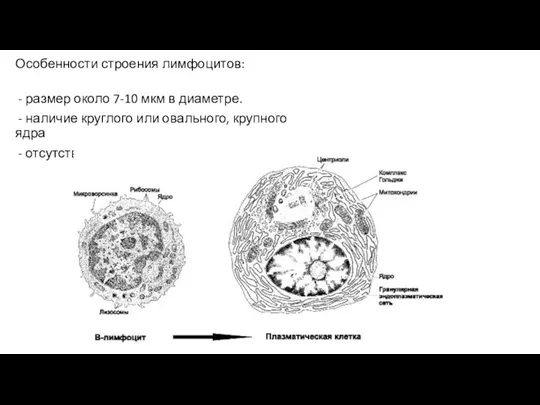 Особенности строения лимфоцитов: - размер около 7-10 мкм в диаметре. - наличие