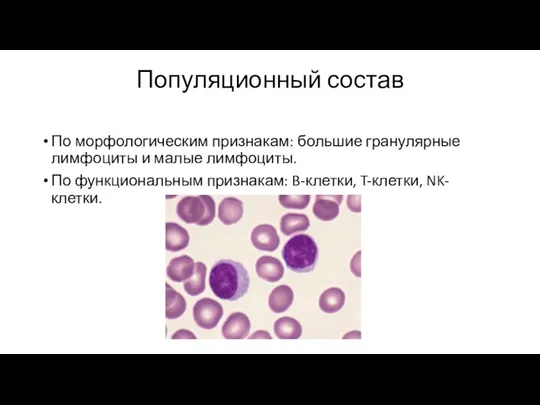 Популяционный состав По морфологическим признакам: большие гранулярные лимфоциты и малые лимфоциты. По
