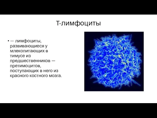 T-лимфоциты — лимфоциты, развивающиеся у млекопитающих в тимусе из предшественников — претимоцитов,