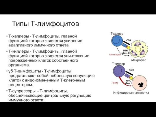 Типы Т-лимфоцитов Т-хелперы - Т-лимфоциты, главной функцией которых является усиление адаптивного иммунного