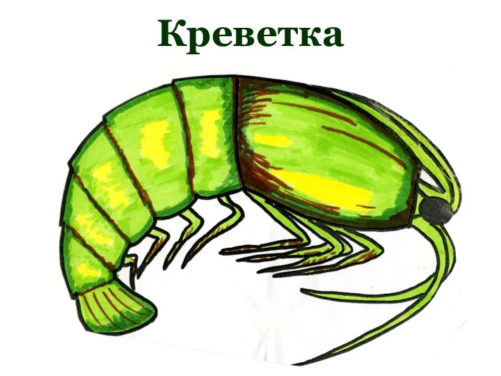 Креветка