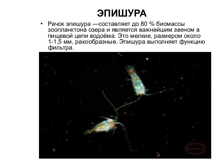 Рачок эпишура —составляет до 80 % биомассы зоопланктона озера и является важнейшим