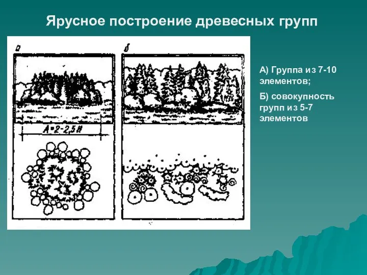 Ярусное построение древесных групп А) Группа из 7-10 элементов; Б) совокупность групп из 5-7 элементов