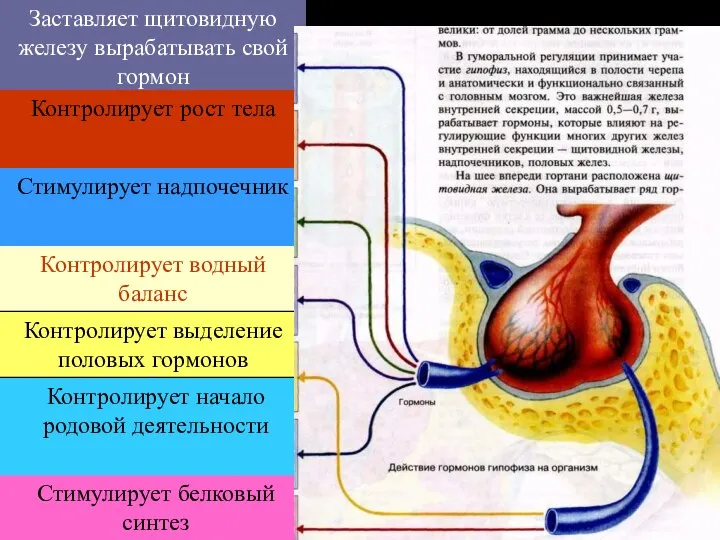 Заставляет щитовидную железу вырабатывать свой гормон Контролирует рост тела Стимулирует надпочечник Контролирует