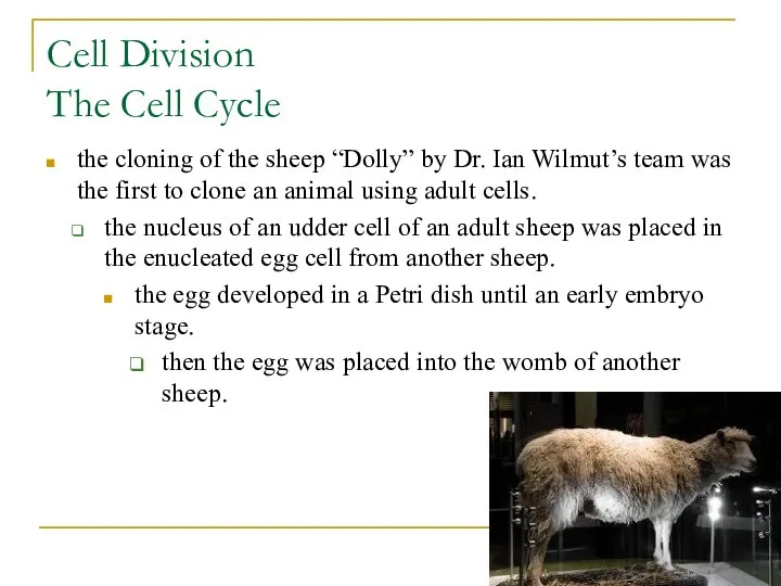 Cell Division The Cell Cycle the cloning of the sheep “Dolly” by