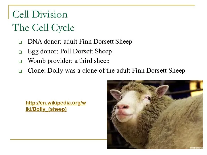 Cell Division The Cell Cycle DNA donor: adult Finn Dorsett Sheep Egg