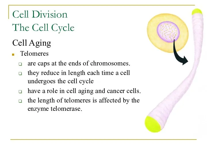 Cell Division The Cell Cycle Cell Aging Telomeres are caps at the