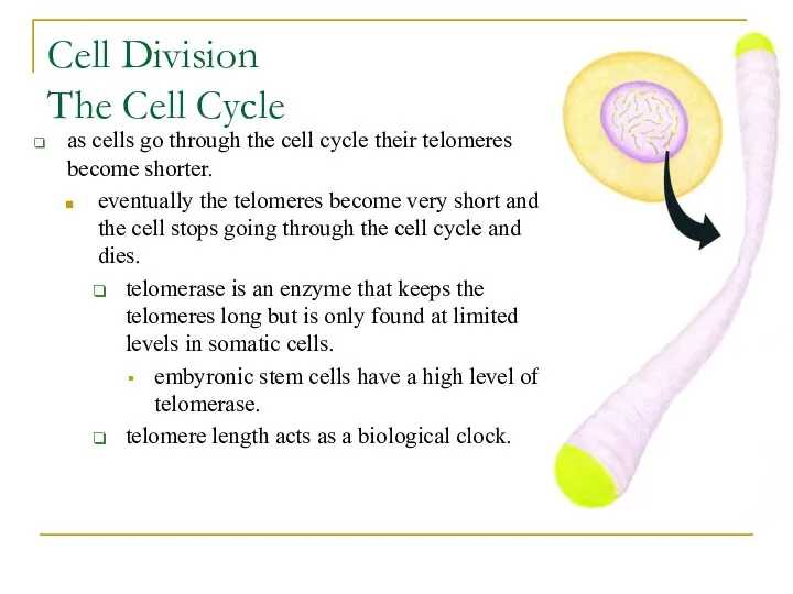 Cell Division The Cell Cycle as cells go through the cell cycle