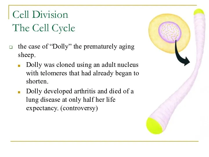 Cell Division The Cell Cycle the case of “Dolly” the prematurely aging