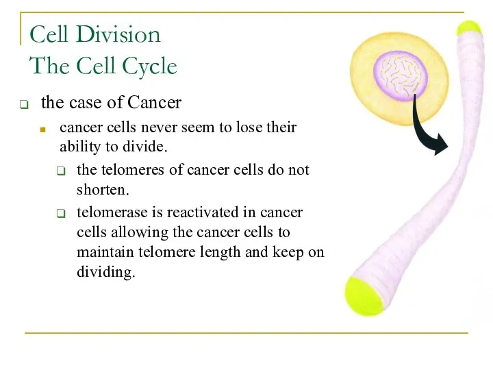 Cell Division The Cell Cycle the case of Cancer cancer cells never