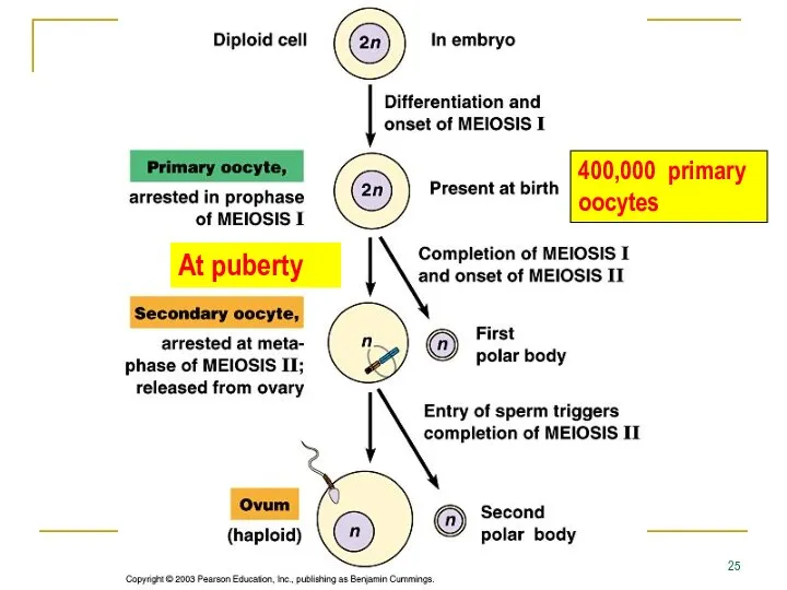 At puberty 400,000 primary oocytes