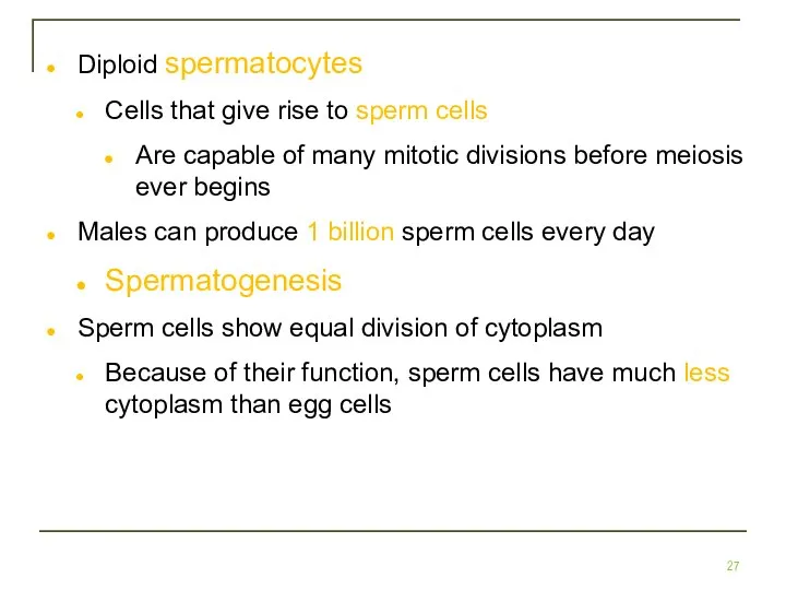 Diploid spermatocytes Cells that give rise to sperm cells Are capable of