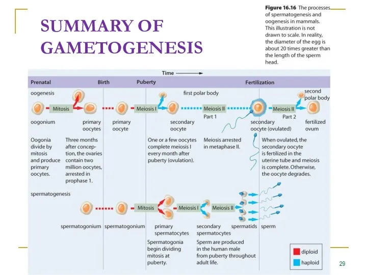 SUMMARY OF GAMETOGENESIS