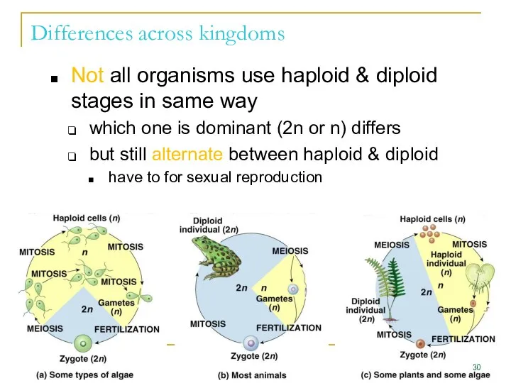 Differences across kingdoms Not all organisms use haploid & diploid stages in