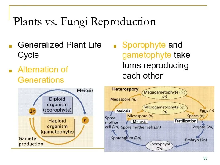 Plants vs. Fungi Reproduction Generalized Plant Life Cycle Alternation of Generations Sporophyte