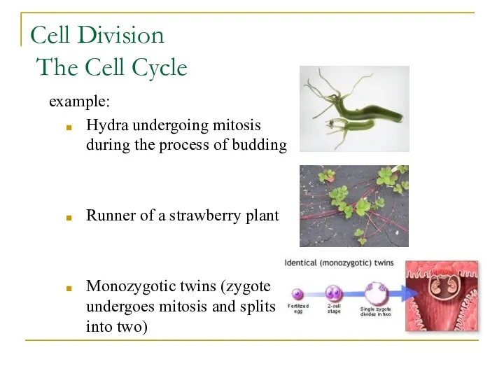 Cell Division The Cell Cycle example: Hydra undergoing mitosis during the process