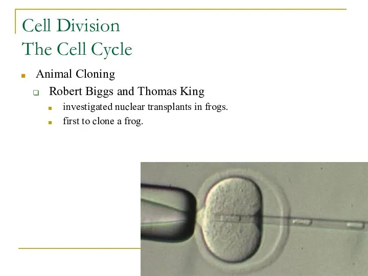 Cell Division The Cell Cycle Animal Cloning Robert Biggs and Thomas King