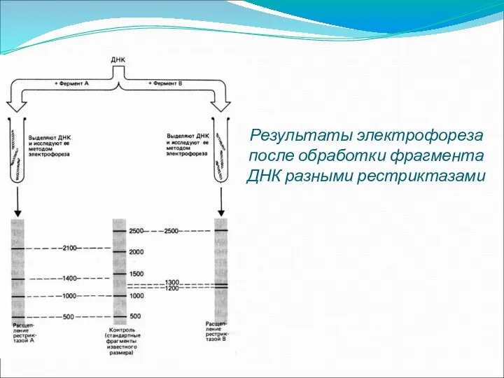 Результаты электрофореза после обработки фрагмента ДНК разными рестриктазами