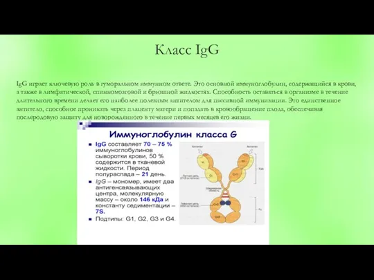 Класс IgG IgG играет ключевую роль в гуморальном иммунном ответе. Это основной