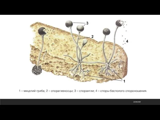 21.04.2020 1 – мицелий гриба; 2 – спорагиеносцы; 3 – спорангии; 4 – споры бесполого спороношения.