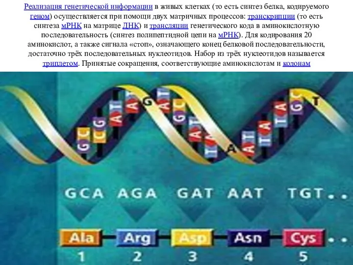 Реализация генетической информации в живых клетках (то есть синтез белка, кодируемого геном)