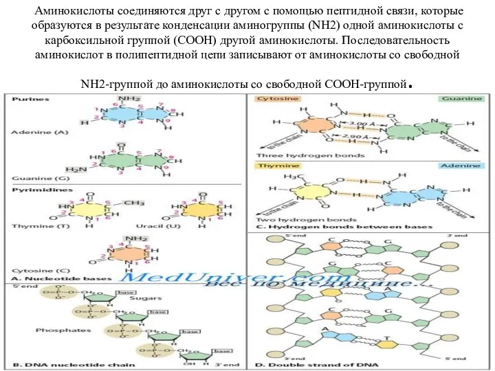 Аминокислоты соединяются друг с другом с помощью пептидной связи, которые образуются в