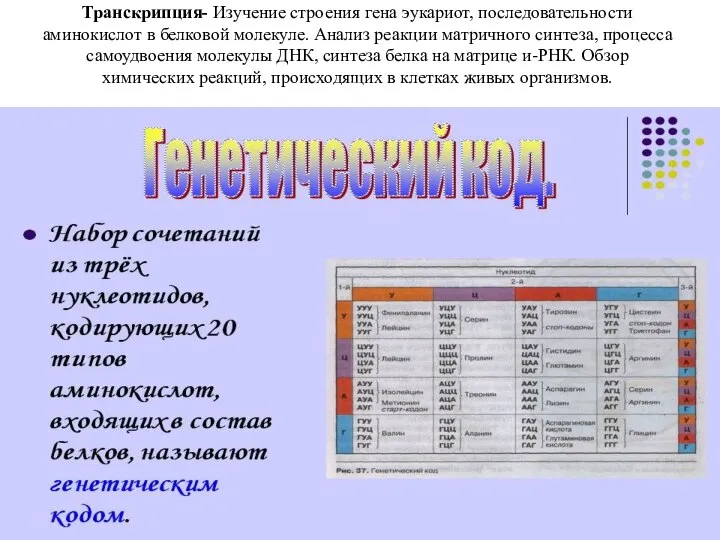 Транскрипция- Изучение строения гена эукариот, последовательности аминокислот в белковой молекуле. Анализ реакции