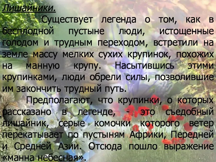 Лишайники. Существует легенда о том, как в бесплодной пустыне люди, истощенные голодом