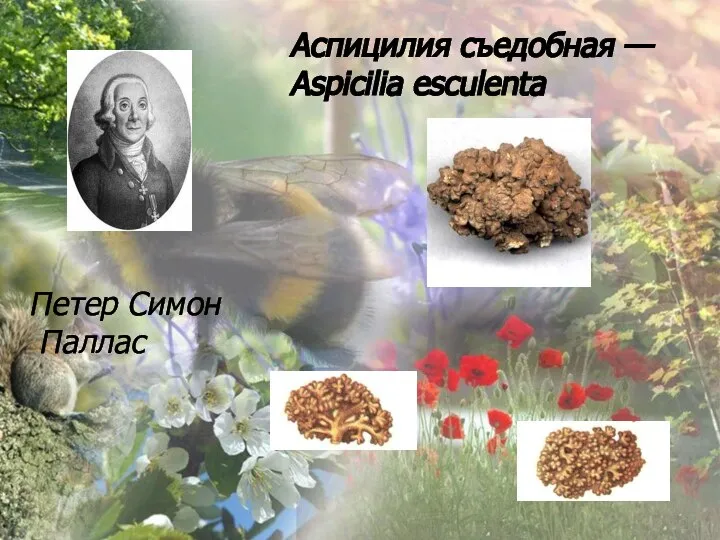 Петер Симон Паллас Аспицилия съедобная — Aspicilia esculenta