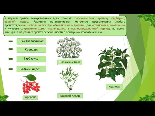 К первой группе лекарственных трав относят: тысячелистник, крапиву, барбарис, водяной перец. Растения