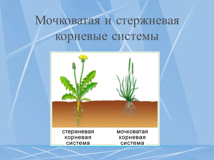 Мочковатая и стержневая корневые системы