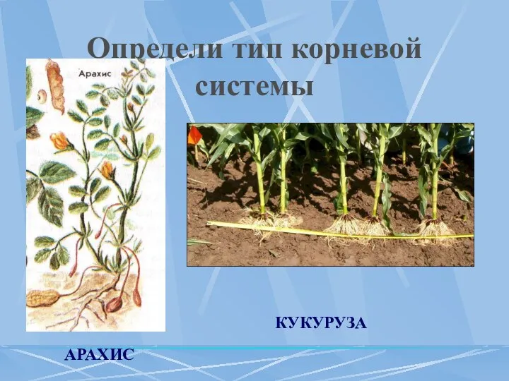 Определи тип корневой системы АРАХИС КУКУРУЗА