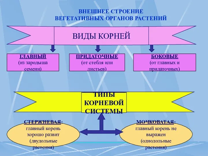 ВНЕШНЕЕ СТРОЕНИЕ ВЕГЕТАТИВНЫХ ОРГАНОВ РАСТЕНИЙ ГЛАВНЫЙ (из зародыша семени) ПРИДАТОЧНЫЕ (от стебля