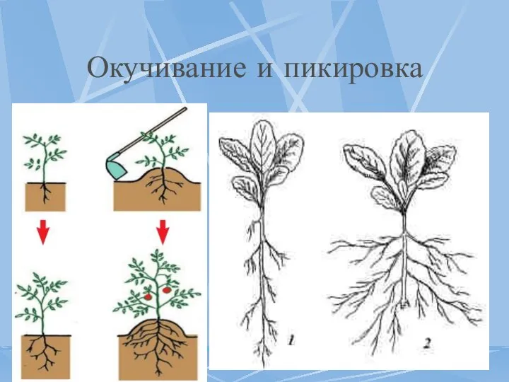 Окучивание и пикировка