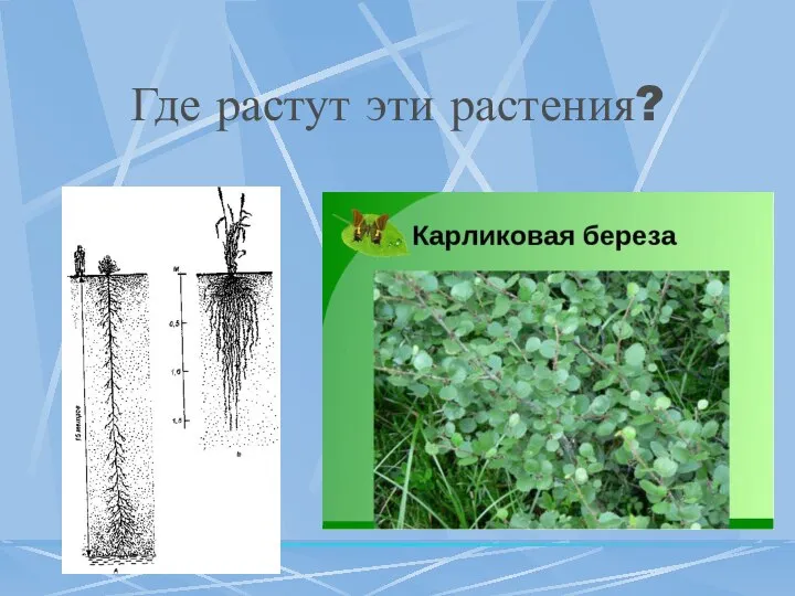 Где растут эти растения?