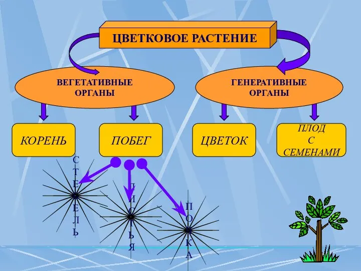 ЦВЕТКОВОЕ РАСТЕНИЕ ГЕНЕРАТИВНЫЕ ОРГАНЫ ВЕГЕТАТИВНЫЕ ОРГАНЫ