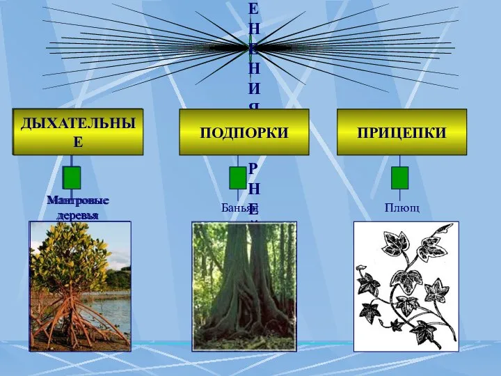 ВИДОИЗМЕНЕНИЯ КОРНЕЙ