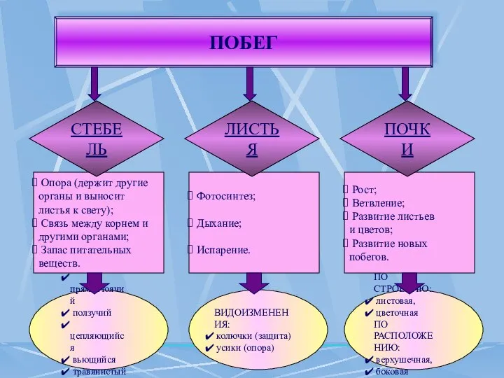 ПОБЕГ СТЕБЕЛЬ ЛИСТЬЯ ПОЧКИ