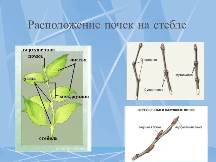 Расположение почек на стебле