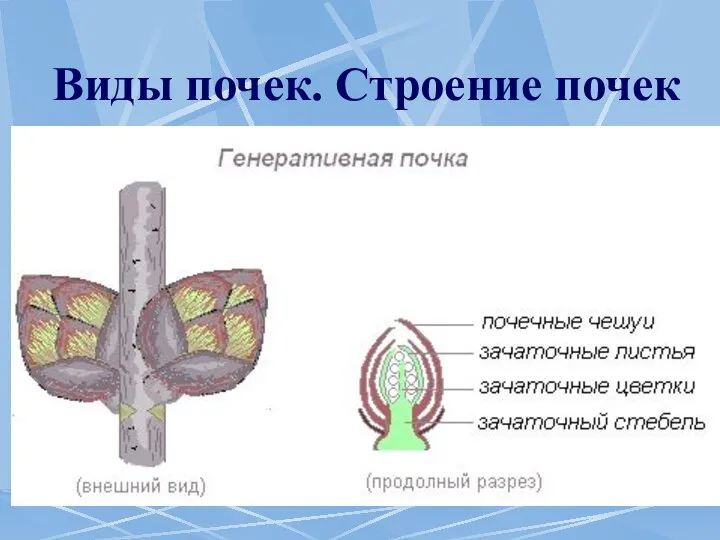 Виды почек. Строение почек