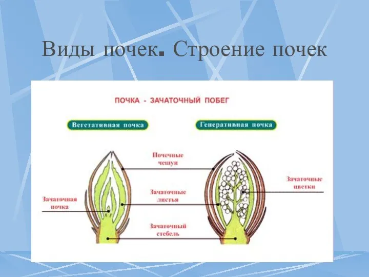 Виды почек. Строение почек