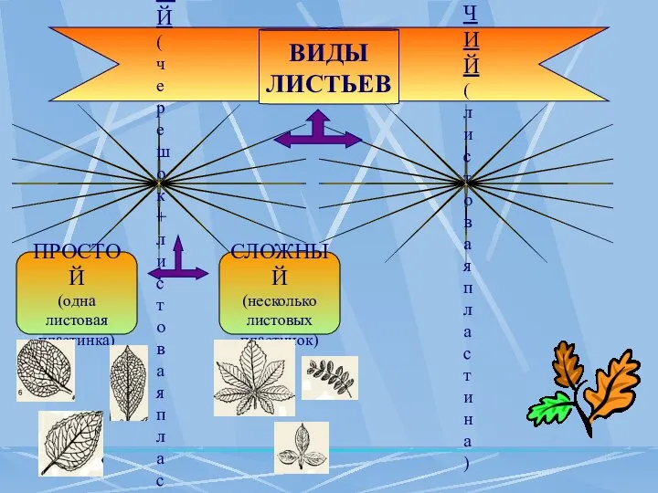 ВИДЫ ЛИСТЬЕВ ЧЕРЕШКОВЫЙ (черешок+листовая пластина) СИДЯЧИЙ (листовая пластина)