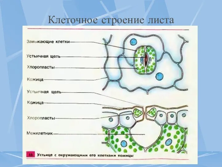 Клеточное строение листа