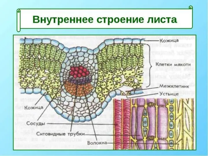 Строение мякоти