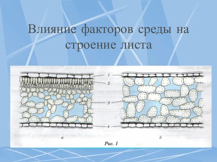 Влияние факторов среды на строение листа