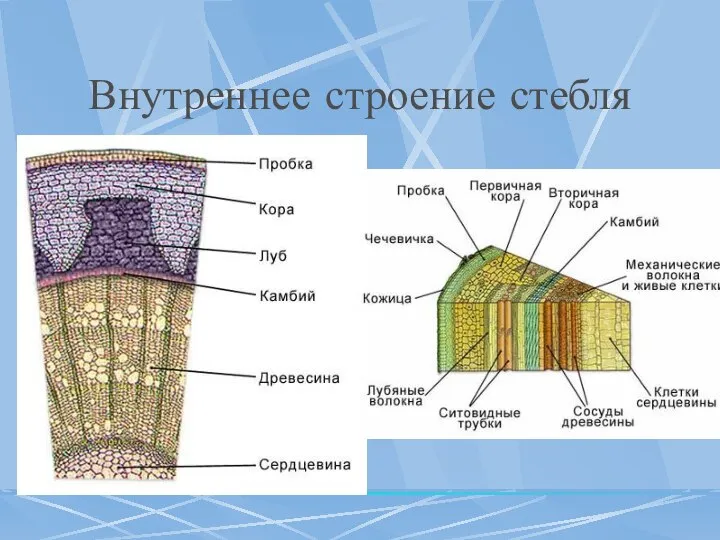 Внутреннее строение стебля